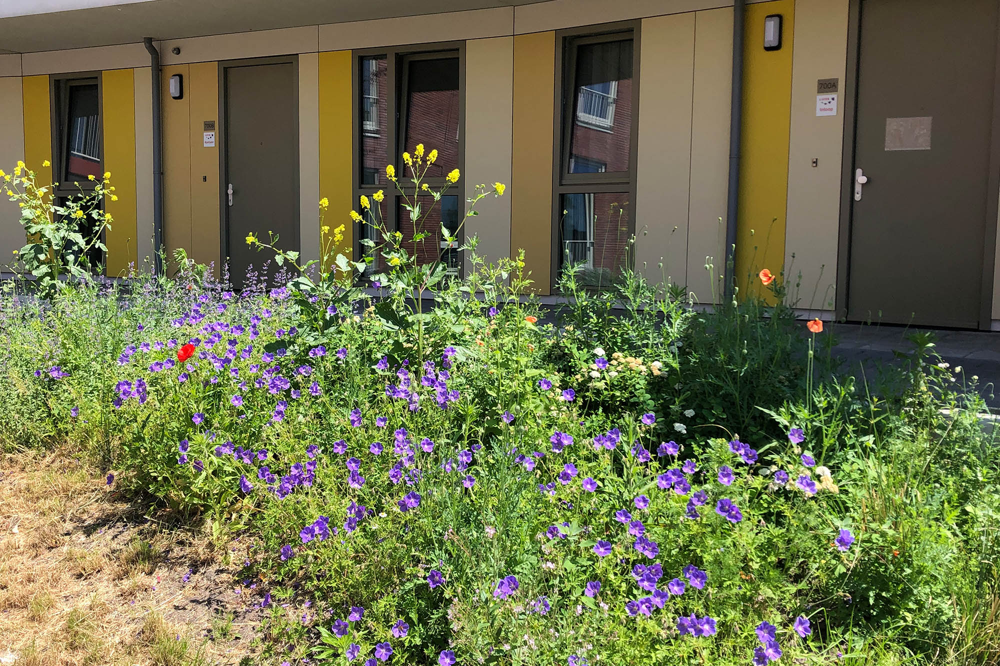 Lister Romulus - Binnentuin bloemen